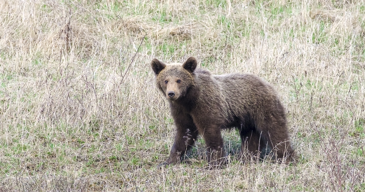 Ro-Alert ébresztette a csíkszeredaiakat hajnalban, medve járt a Pacsirta sétányon